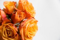 istockphoto_6124105-roses.jpg